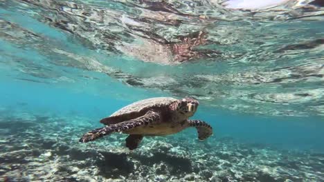 Turtle-floating-around-under-the-water