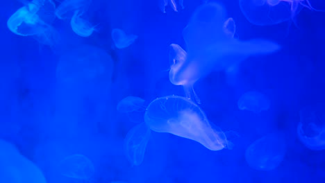 Close-up-Quallen,-Medusa-im-Aquarium-mit-Neonlicht.