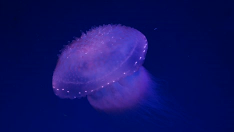 Close-up-Jellyfish,-Medusa-in-fish-tank-with-neon-light.