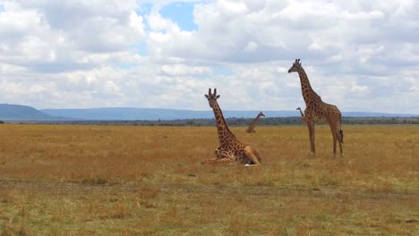 Gruppe-von-Giraffen-in-der-Savanne-in-Afrika