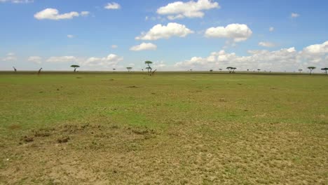 Gruppe-von-Giraffen-in-der-Savanne-in-Afrika