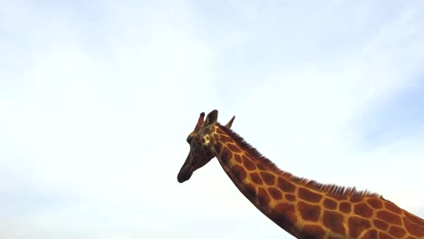 Giraffe-in-Afrika