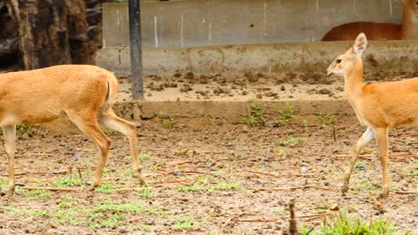 Antilope-Tiere-in-einer-Gruppe