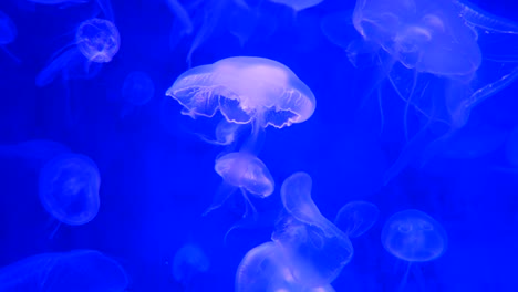 Close-up-Quallen,-Medusa-im-Aquarium-mit-Neonlicht.