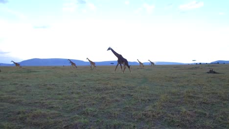 group-of-giraffes-walking-along-savanna-at-africa