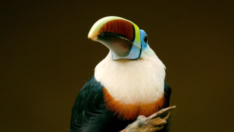 Bunten-Tukan-auf-Baum-in-einem-Naturresort-steht.-Tropische-Vögel-in-den-Amazonas-Dschungel.