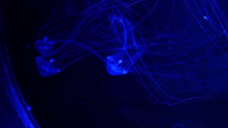 Close-up-Jellyfish,-Medusa-in-fish-tank-with-neon-light.