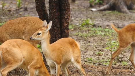 Antilope-Tiere-in-einer-Gruppe