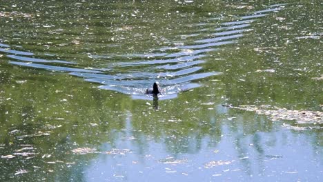 Ente-Schwimmen-im-schmutzigen-Teich-in-4-k-Slow-Motion-60fps