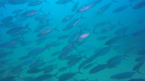 School-of-Amberjacks