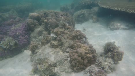 Sea-life-at-Krabi-Thailand