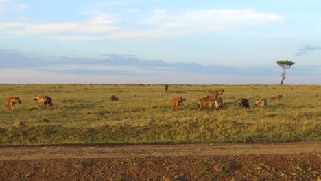 clan-of-hyenas-eating-in-savanna-at-africa