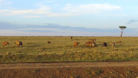 Clan-der-Hyänen-in-Savanne-in-Afrika-Essen