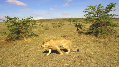 Grupo-de-animales-herbívoros-de-la-sabana-en-África