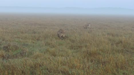 hyenas-in-savanna-at-africa