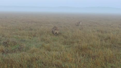 hienas-en-la-sabana-en-África