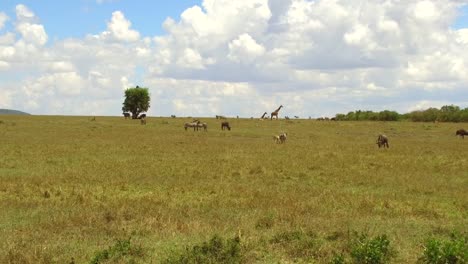 Gruppe-von-Herbivoren-Tieren-in-der-Savanne-in-Afrika