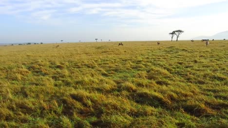 Gruppe-von-Herbivoren-Tieren-in-der-Savanne-in-Afrika