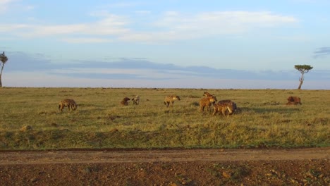 Clan-der-Hyänen-in-Savanne-in-Afrika-Essen