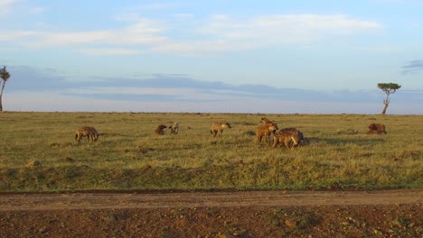 clan-of-hyenas-eating-in-savanna-at-africa