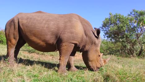 cebras-pastando-en-la-sabana-en-África