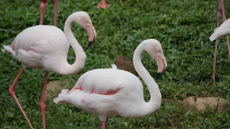 Flock-of-beautiful-flamingos-in-natural-environment