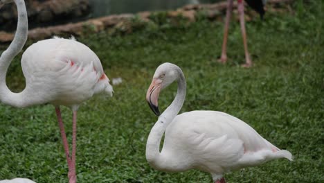 Flock-of-beautiful-flamingos-in-natural-environment