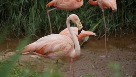 Herde-von-schönen-Flamingos-in-natürlicher-Umgebung