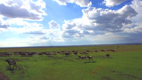 Herde-von-Schafen-Blick-in-Savanne-Afrika