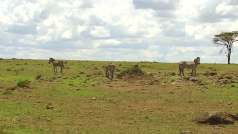 Zebras-grasen-in-Savanne-Afrika