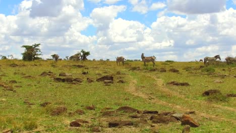 zebras-grazing-in-savanna-at-africa