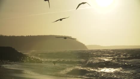 Fondo-de-la-naturaleza-con-las-gaviotas-volando