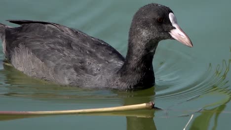 waterfowl-bald-coot-floats-in-search-of-food-on-the-lake.