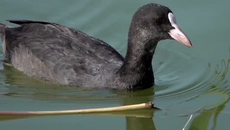 Wasservögel-Kahl-Blässhuhn-schwimmt-auf-der-Suche-nach-Nahrung-auf-dem-See.