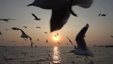 Slow-Motion-Möwe-und-Sonnenuntergang