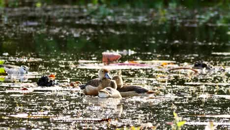 Duck-feathers-clean-itself-on-wetland.