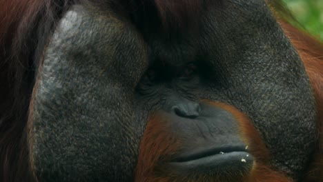 Close-up-auf-Orang-Utan.