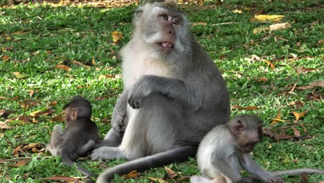 mono-macaco-con-bebés-se-basa-en-un-césped-de-hierba-en-el-templo-de-uluwatu-en-bali