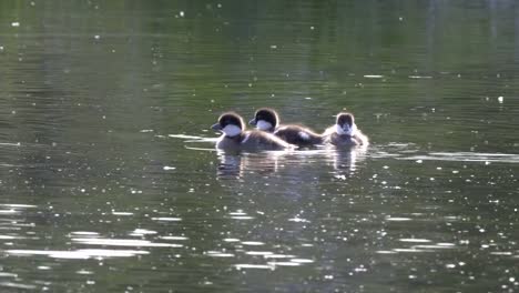 Schließen-Sie-die-Ansicht-von-Goldeneye-Entenküken-im-Grand-Teton-park