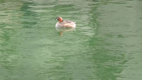 little-grebe-swims-on-the-moat-in-kyoto