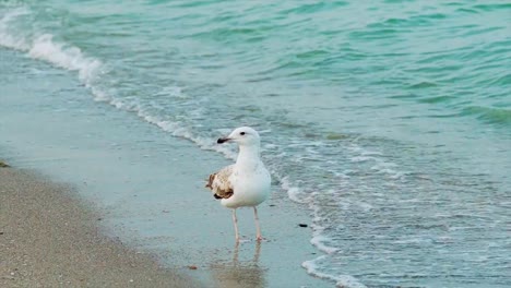 white-gull-is-walking-along-the-seashore-and-drinking-water-on-the-background-of-sea-waves.