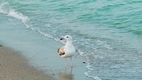 blanca-Gaviota-es-caminando-por-la-orilla-del-mar-y-de-agua-potable-en-el-fondo-de-las-olas-del-mar.