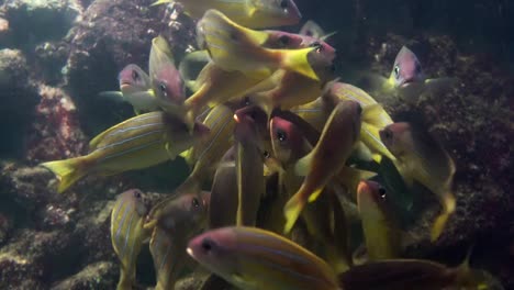 Schule-der-gelben-Fische-bewegen-sich-gemeinsam-im-Meer