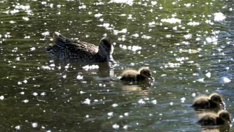 Clip-de-seguimiento-4K-p-60-de-una-familia-de-patos-en-un-estanque-en-el-Parque-grand-teton