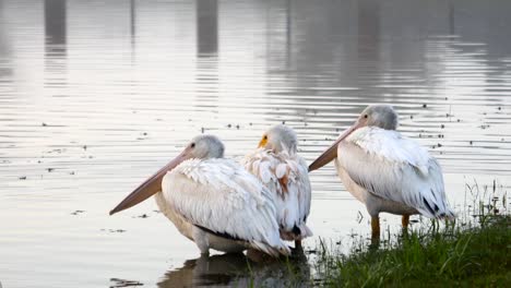 Pelikane-ruht-während-der-südlichen-Migration-für-den-Winter.