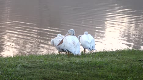 Pelicans-resting-during-southern-migration-for-winter.