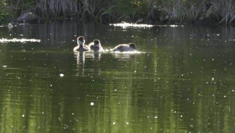 parte-posterior-encendido-patitos-goldeneye-común-de-un-estanque-en-el-Parque-grand-teton