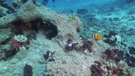 paar-Blacklip-Butterflyfish-am-Rainbow-Reef-in-Fidschi