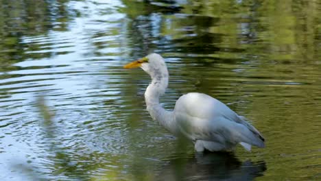 Silberreiher-fängt-Fisch