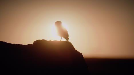 Burrow-Owl-Silhouette